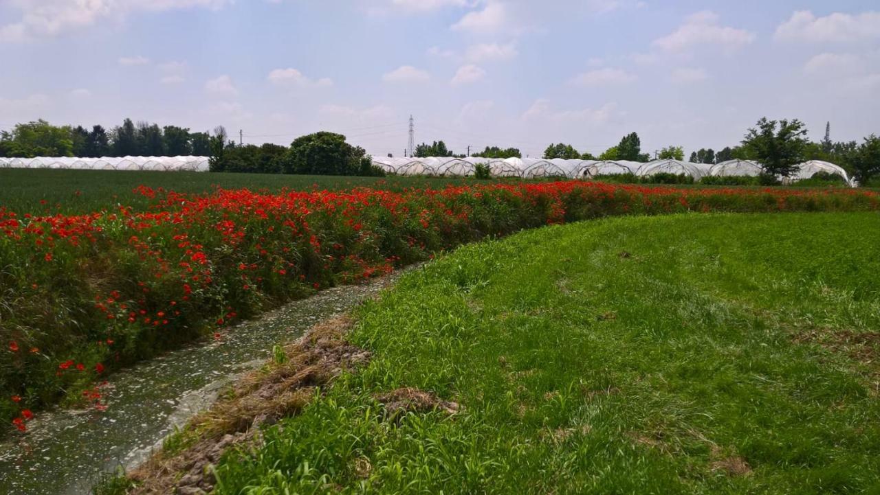 Agriturismo Cipolli E Podo Corte Carlini Mantova Exteriér fotografie
