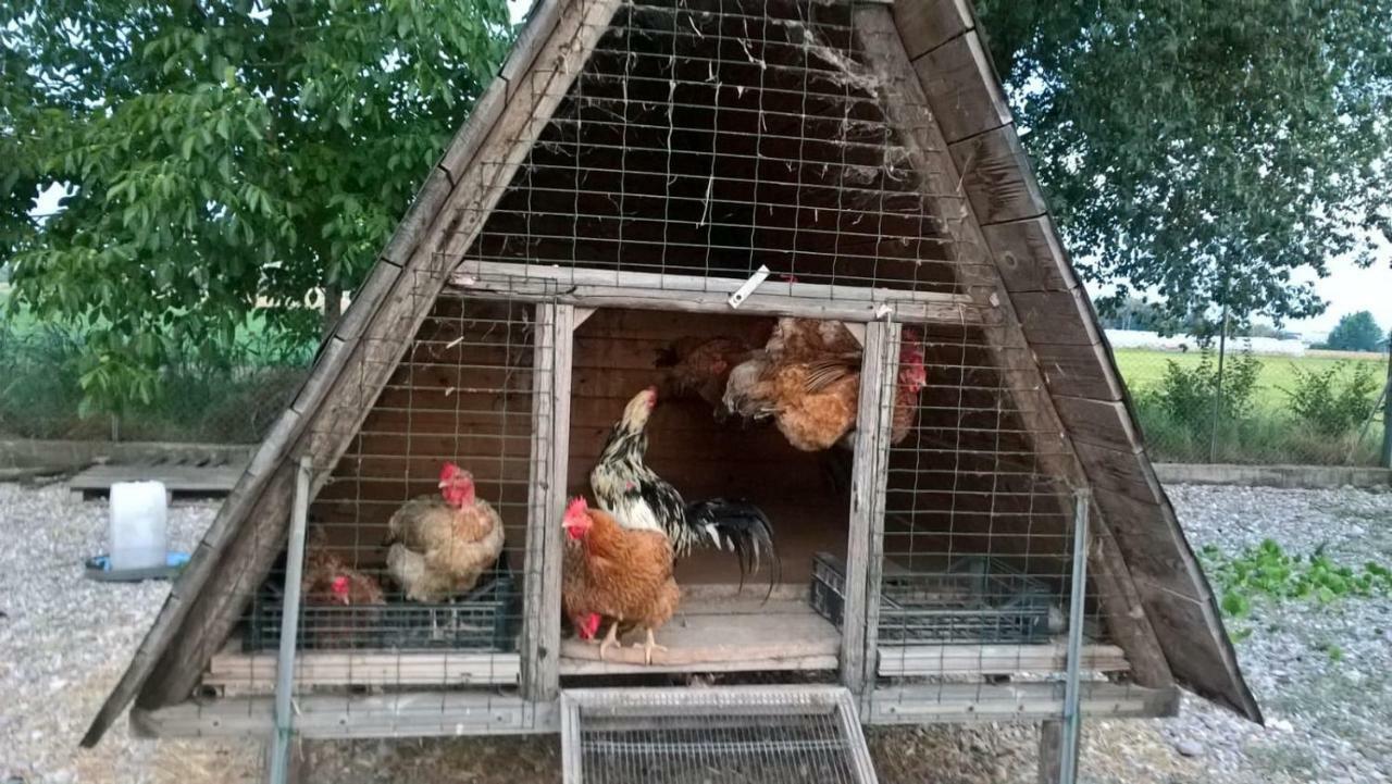 Agriturismo Cipolli E Podo Corte Carlini Mantova Exteriér fotografie